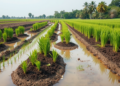 Water-Saving Irrigation and Hydrochar Reshape Carbon Storage in Paddy Soil Clumps