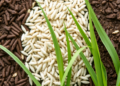 Weed Leaf Extracts Show Dual Power to Boost or Block Rice Germination