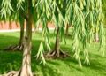 What drives phenolic compound levels in willows: species, organ, season, and soil