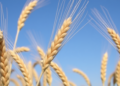 Wheat Faces Rising Heat, Salt and Drought: Scientists Map the Genes That Could Save It