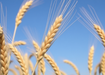 Wheat Faces Rising Heat, Salt and Drought: Scientists Map the Genes That Could Save It