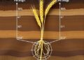 Wheat root length shows strongest genetic variation in deepest soil layers