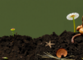 When Microbial Worlds Collide: Legacy and Constraints Shape the Rhizosphere