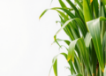 When Satellites Look Matters: Phenology Drives Sugarcane Yield Prediction in Brazil