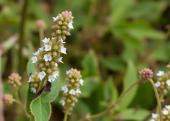 White Horehound Emerges as a Pharmacological Powerhouse in sweeping Review