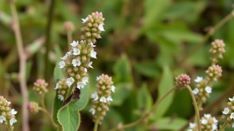 White Horehound Emerges as a Pharmacological Powerhouse in sweeping Review
