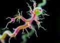 Whole-genome sequencing reveals growth-promoting traits of beneficial bacterium Priestia megaterium