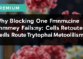 Why Blocking One Immune Enzyme Fails: Cells Reroute Tryptophan Metabolism