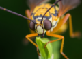 Why Personality Links Fade with Age: Cricket Study Reveals Genetics and Survival Reshape Behaviour