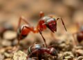 Why Some Ants Slack While Others Work