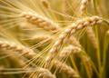 Wild Emmer Genes Could Help Breed Bigger, Better Durum Wheat