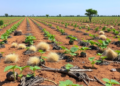 Wild Peanut Relatives in Brazil’s Drylands Harbor Nitrogen-Fixing Bacteria That Could Supercharge Crops