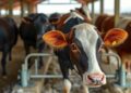 Winter-active biting midges infected with bluetongue virus found in German livestock barns