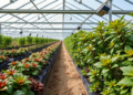 Wolf-Inspired Algorithm Boosts Sensor Coverage in Smart Greenhouses