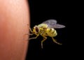 Wriggling Under the Skin: Doppler Ultrasound Catches Travel-Acquired Fly Larvae
