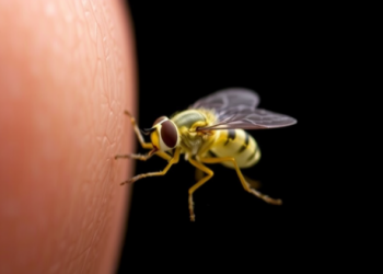 Wriggling Under the Skin: Doppler Ultrasound Catches Travel-Acquired Fly Larvae