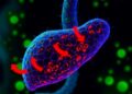 ZNF143 drives fatty liver disease by suppressing mitophagy through SMURF1/TRPV1