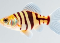 Zebrafish Reveal How Polycomb Complexes Sculpt the Heart and Fins
