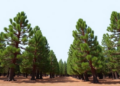 A Handful of Mother Trees Hold the Survival of a Critically Endangered Pine