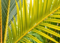 A Single Potassium Channel Emerges as a Surprising Clue to Oil Palm Yields