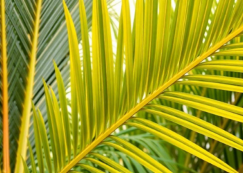 A Single Potassium Channel Emerges as a Surprising Clue to Oil Palm Yields