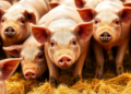 AI Cameras Are Watching Pigs Like Never Before, But a Massive New Review Reveals the Field’s Hidden Flaws