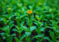 AI Reads Crop Photosynthesis Pixel by Pixel in Deep Learning Leap for Farming