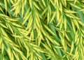 AI Sharpens Microscopic Hyperspectral Images to Reveal How Rice Fights Disease