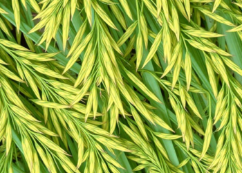 AI Sharpens Microscopic Hyperspectral Images to Reveal How Rice Fights Disease