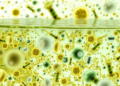 AI Simulator Predicts Bacteria in Wastewater From Simple Measurements, Beating GANs by 35 Percent