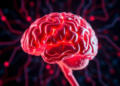 Aging Brain Circuits May Drive Muscle Weakness, Mouse Study Finds