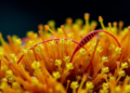 Algae engineering gets a boost as modular DNA toolkit turns marine microalga into carotenoid factory