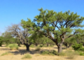 Algeria’s Cork and Holm Oaks Face Shifting Futures as Climate Redraws the Map