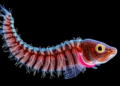 Amphioxus Genome Reveals Recombination Secrets Hidden in Extreme Heterozygosity