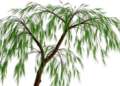 Ancient Willow Relative Yields Secrets of a Master Gene Family That Builds Plants
