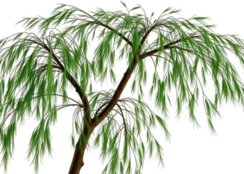 Ancient Willow Relative Yields Secrets of a Master Gene Family That Builds Plants