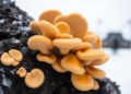 Antarctic Fungi Found in Historic Whaling Station Wood Offer Cold-Active Enzymes and Biofuel Lipids