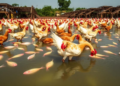Antibiotic Overuse Exposed on Nigeria’s Fish-Chicken Farms Where Waste Feeds the Pond