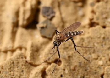 Asian Bush Mosquito Reaches Central Italy as Invasion Continues Southward
