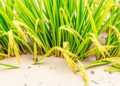 Assam’s Traditional Ahu Rice Landraces Reveal Hidden Genetic Keys to Drought Tolerance