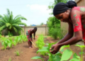 Backyard Gardens Became a Lifeline for Nigerian Households During COVID-19, Study Finds