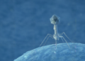 Bacteria Detect Viral Proteases to Trigger Immune Response
