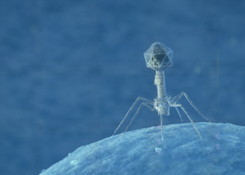 Bacteria Detect Viral Proteases to Trigger Immune Response