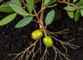 Bacterial Duo Supercharges Olive Roots and Rewrites Their Chemical Signals