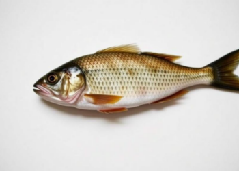 Banned DDT Lingers in Bangladesh’s Dried Fish, but Health Risks Stay Low, Nationwide Study Finds