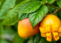Basil Oil Vapour Gently Slows Mango Ripening but Falls Short on Disease Control