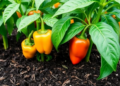 Biochar Boosts Pepper Yields Only in the Right Soil, at the Right Dose