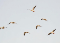 Birds Are Migrating Earlier Than Ever, But Only Spring Shifts Help Their Populations