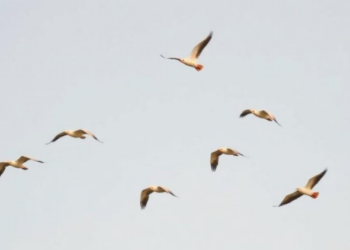 Birds Are Migrating Earlier Than Ever, But Only Spring Shifts Help Their Populations