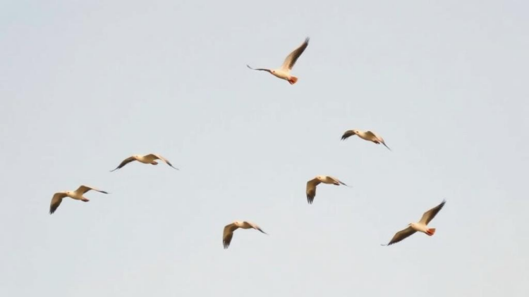 Birds Are Migrating Earlier Than Ever, But Only Spring Shifts Help Their Populations